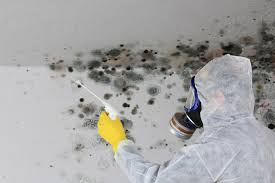 Best Mold Odor Removal Services  in Taylor Creek, FL